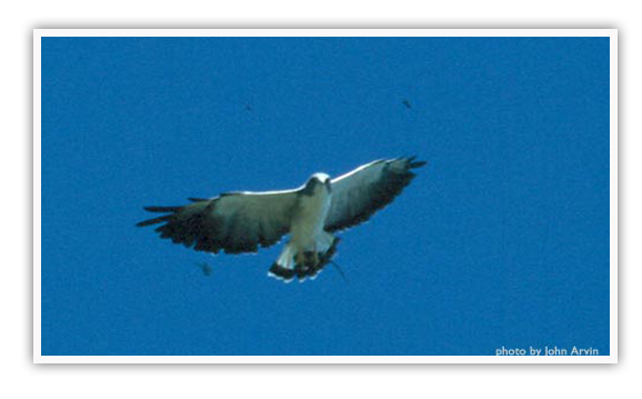 White-tipped Hawk